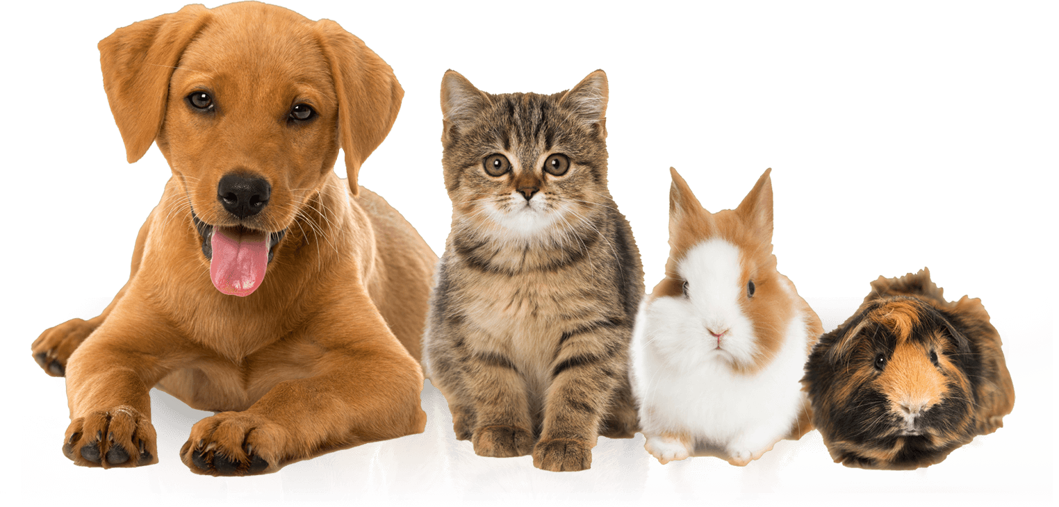 pets_big